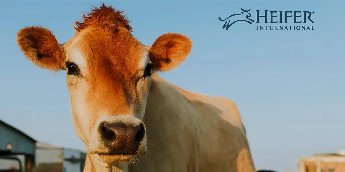 Heifer International Engages Effectual for Rapid Data Center Evacuation to AWS, Resulting in Migration of 110 Virtual Machines in 2 Months